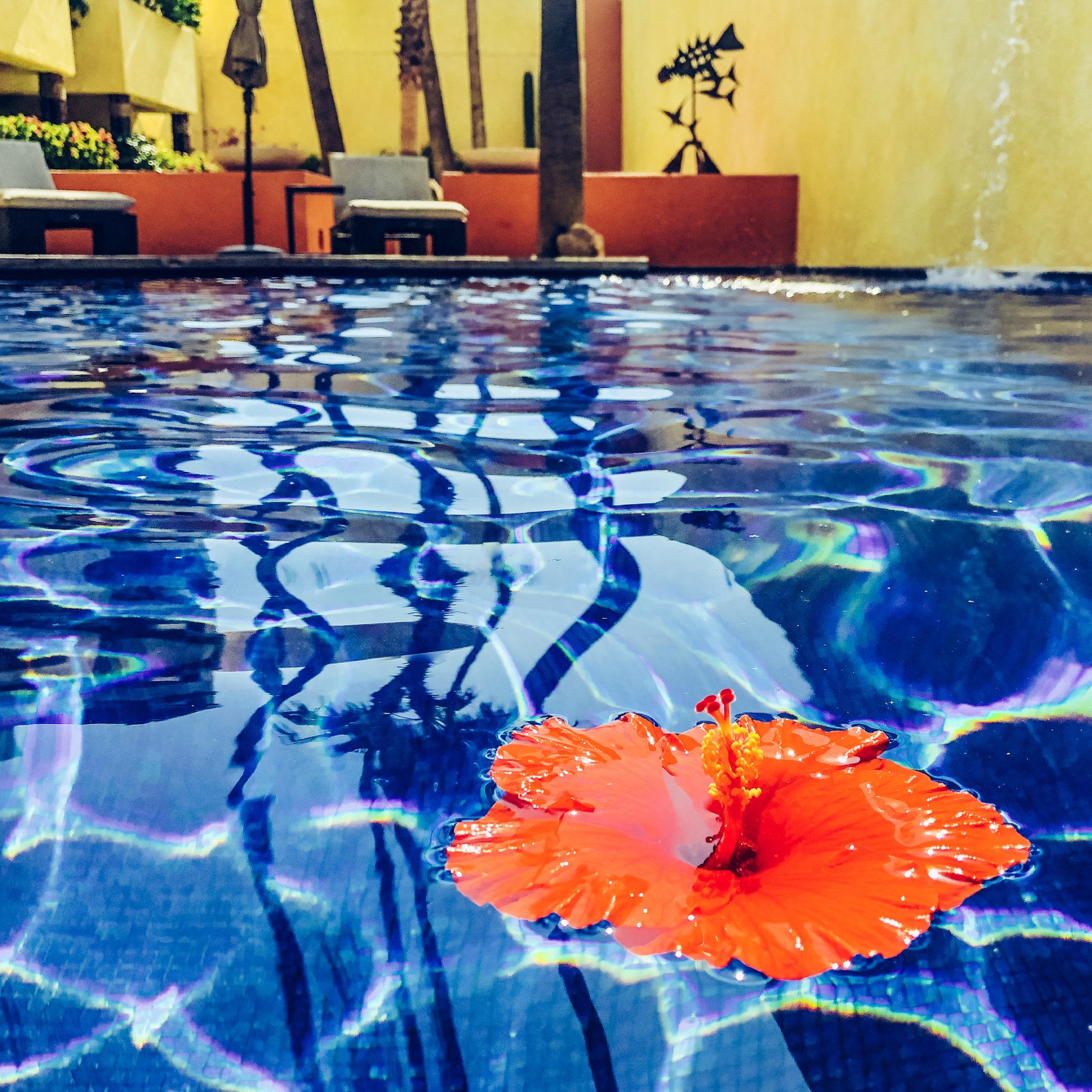 San José del Cabo Casa Natalia Boutique Hotel Adults Only מראה חיצוני תמונה